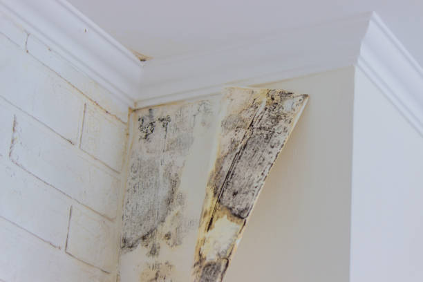 Best Water damage restoration specialists  in South Beloit, IL