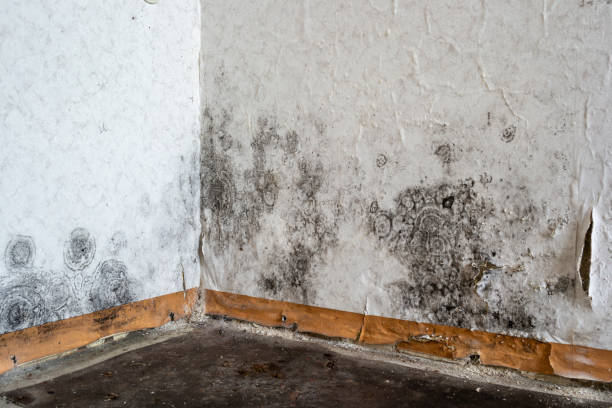 Best Mold removal after water damage  in South Beloit, IL